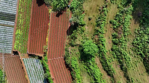 Top-down aerial view of farmlands moving towards Indian farmers ploughing red soil with bullocks on farmland, surrounded by greenery. Traditional agriculture using oxen in rural India.