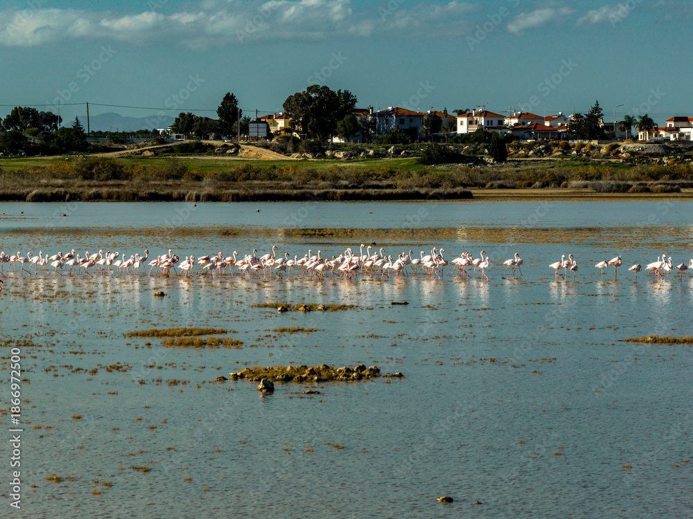 Fototapeta premium Aerial Drone View of Flamingo Flock Wading and Feeding in Shallow Paralimni Lake Coastal Wetlands Cyprus with Rural Village Background