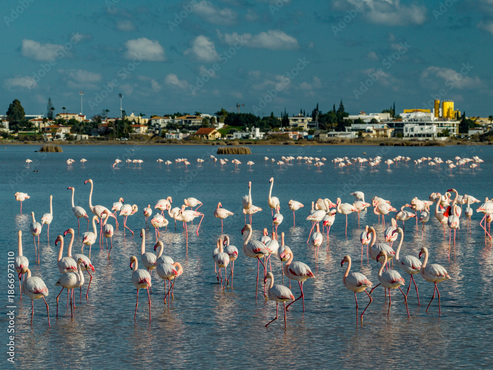Fototapeta premium Flamingos Feeding and Standing in Shallow Water at Paralimni Lake in Cyprus