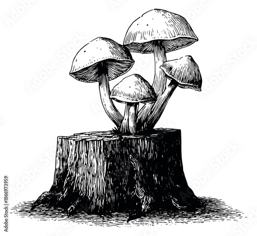 Line art illustration of mushrooms on a tree stump depicting natural growth for nature themes