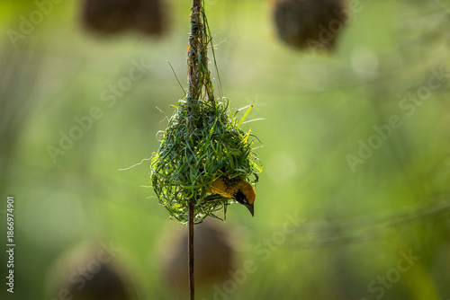 A southern masked weaver (Ploceus velatus) weaving a nest