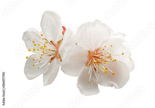 cherry blossom flowers isolated on white background.