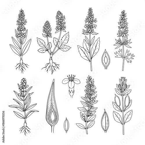 Natural history botanical illustration, detailed monochrome etching, eight herbs shown from different perspectives, clinical accuracy, clean white background, archival scientific style.