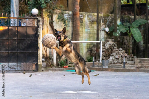 German Shepherds show love through