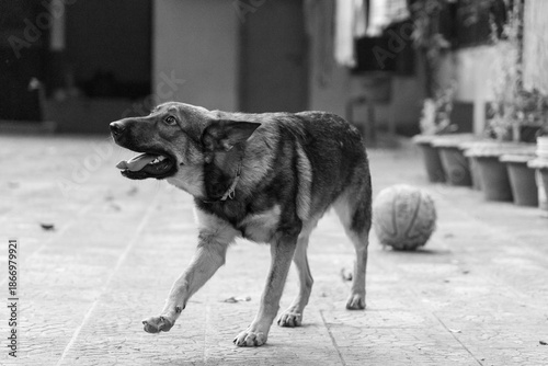 German Shepherds show love through