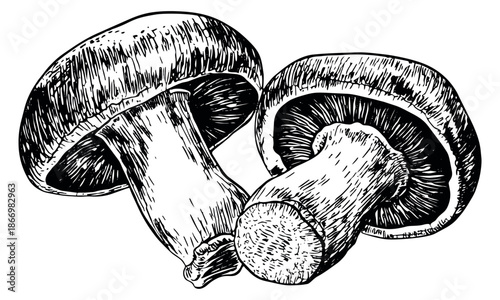 Hand drawn line art mushroom set featuring two fresh fungi for food and nature concepts