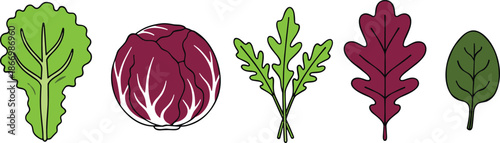 Leafy greens vegetables set including lettuce, radicchio, arugula and salad leaves illustration isolated on white