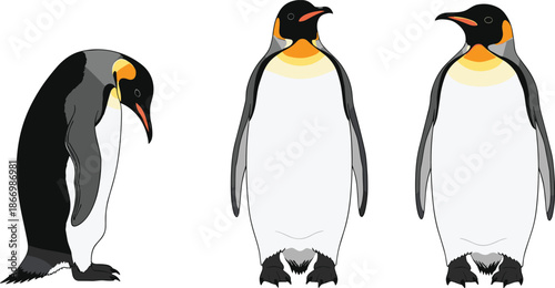 Penguin bird illustration set showing different standing poses isolated on white background wildlife character design
