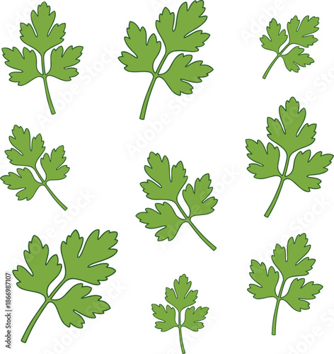 Parsley leaves set, fresh green herb foliage illustration collection isolated on white background