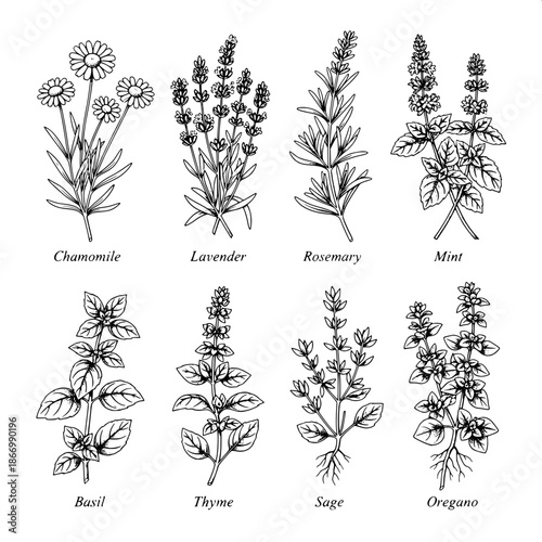 Herbal encyclopedia plate, black-and-white etching, eight herbs shown with botanical accuracy, structured layout, clean background, traditional scientific illustration.