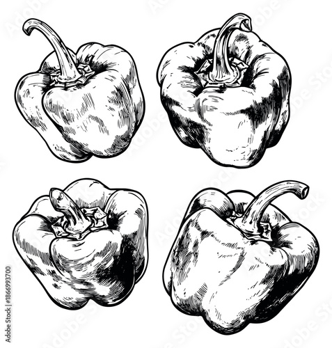 Hand drawn line art bell pepper set featuring four fresh capsicum illustrations for culinary and healthy food concepts