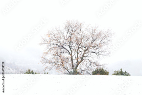 Árbol solitario en pradera nevada con niebla