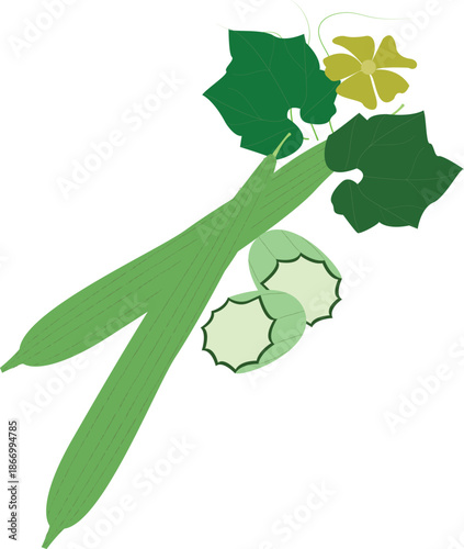 An illustration of fresh angle loofah (Luffa acutangula), a tropical Asian vegetable commonly used in healthy and organic cuisine.