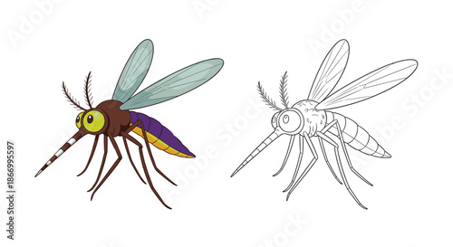 Detailed illustration of a mosquito insect shown in both a colorful version and a black and white line art version.