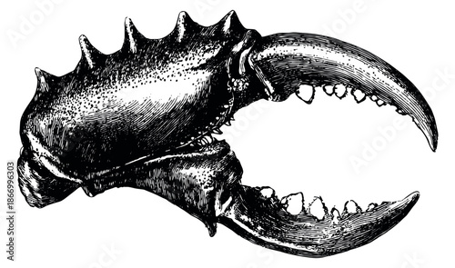 Hand drawn line art illustration of a crab claw depicting intricate details for marine life design