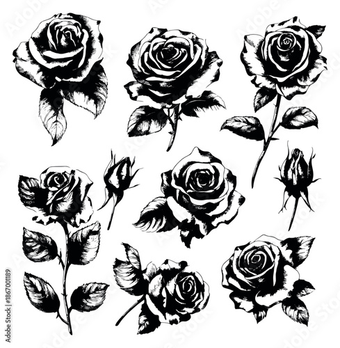 Hand drawn floral set featuring blooming roses and elegant rose buds for design projects