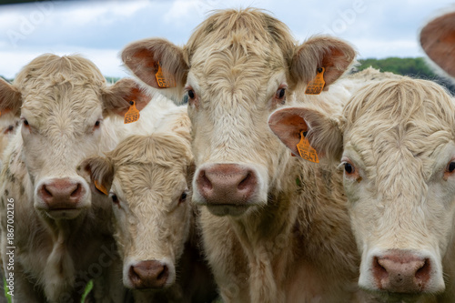 Portrait serré de vaches regroupées les unes contre les autres
