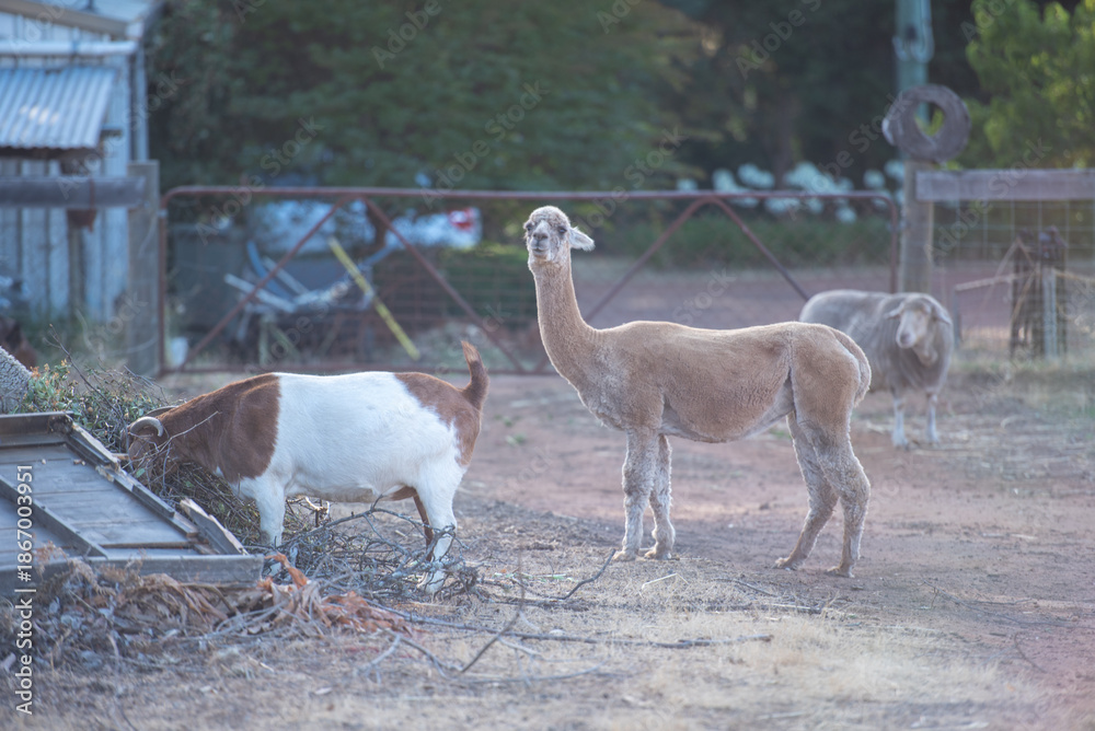 Obraz premium Llama eating grass in farm field