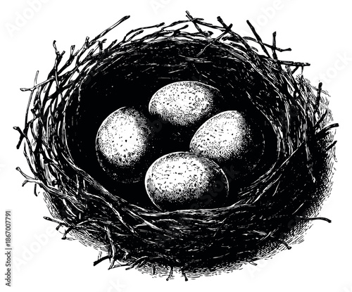 Hand drawn line art illustration of a bird's nest depicting four speckled eggs for nature themes