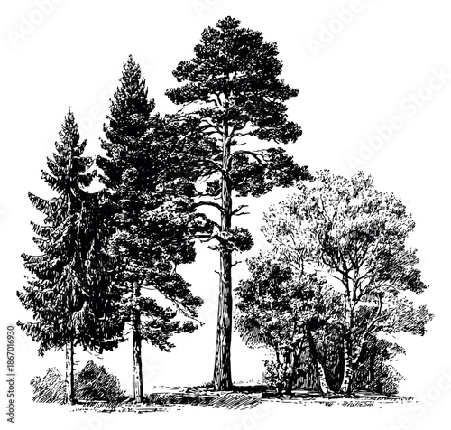 Hand drawn line art tree set featuring coniferous and deciduous trees for nature and environmental designs
