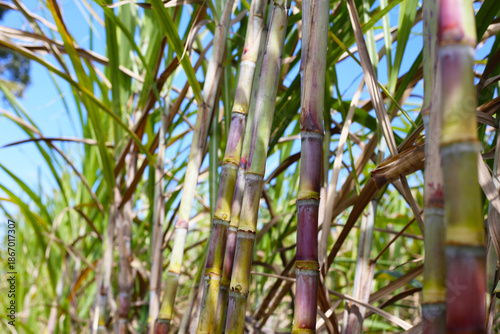 Fotografia Rows of tall sugarcane with purple stalks and long green leaves.