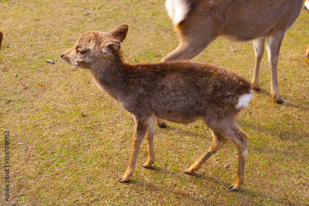 Fototapeta premium A cute deer at Nara Park, Japan.