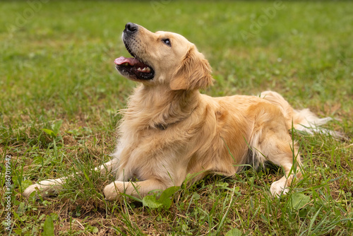 Ecstatic golden retriever reclining with head raised smiling