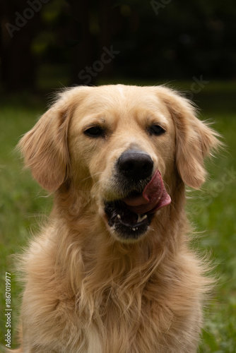Closeup golden retriever portrait panting on meadow