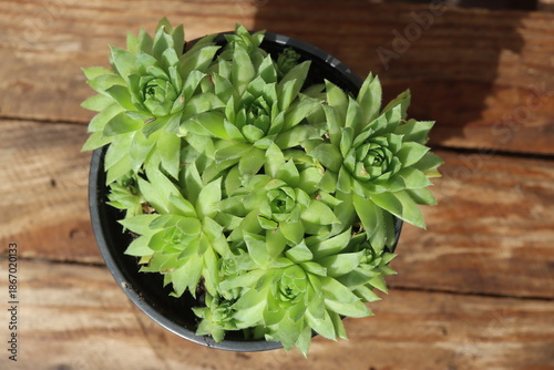 Jovibarba sobolifera rojownik pospolity rojniczek samoroda