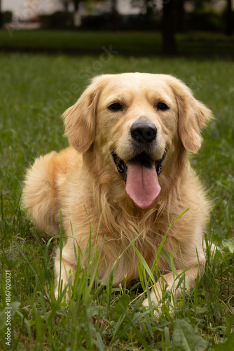 Smiling golden retriever lying contentedly on fresh grass