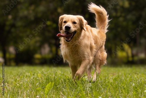 Golden retriever trotting playfully with wagging tail