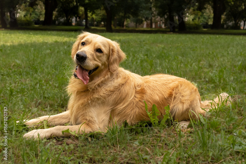 Blissful golden retriever lying relaxed on sunny meadow