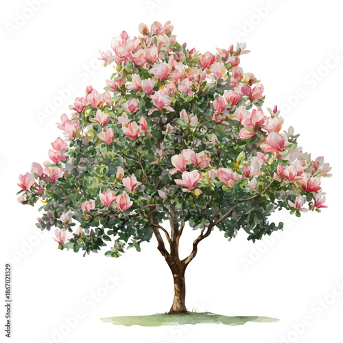 Magnolia Tree watercolor vector illustration, high-quality artwork isolated on a pure white background.