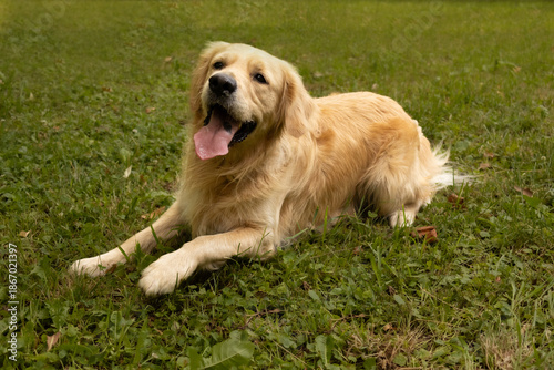 Cheerful golden retriever lounging stretched on lush grass
