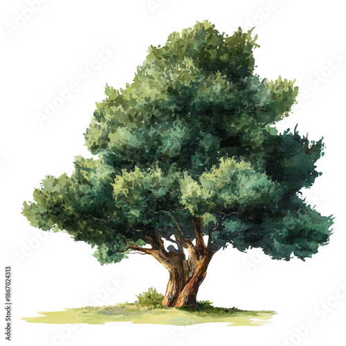 Cuadro en lienzo Watercolor painting of Yew Tree, detailed and artistic vector illustration on a white background