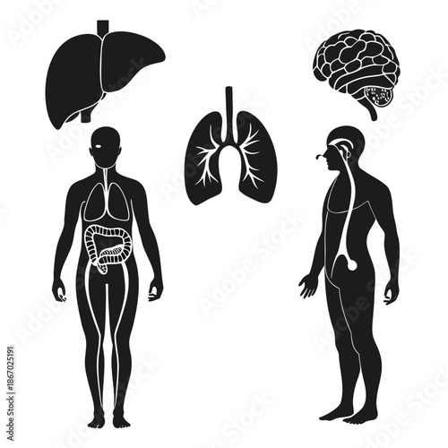 Human anatomy silhouette