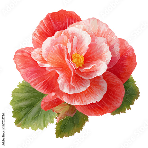 Tableau sur toile Begonia Flower watercolor vector illustration, high-quality artwork isolated on a pure white background