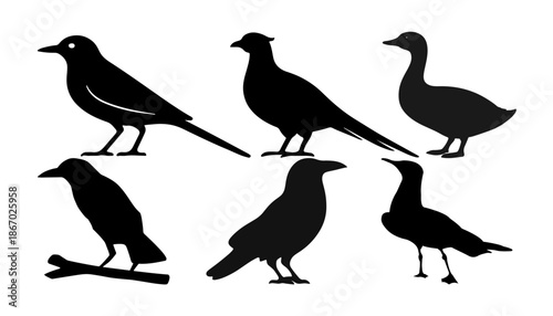 birds silhouettes set. silhouette of skier.