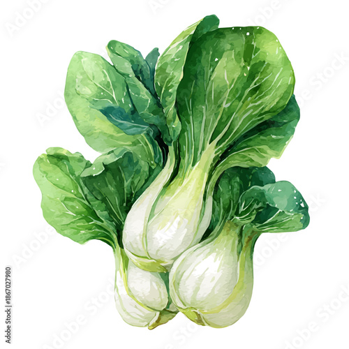 Bok Choy watercolor vector, hand-painted style, high-quality illustration isolated on white background.