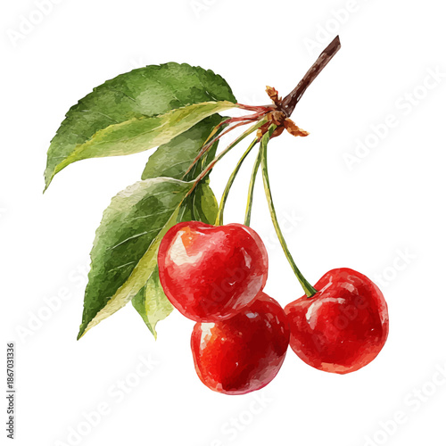 Wild Cherry watercolor vector illustration, high-quality artwork isolated on a pure white background.