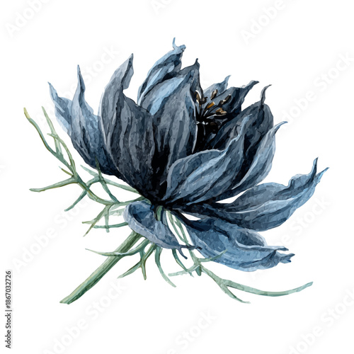 Stylized watercolor Black Cumin vector, modern artistic illustration with high-quality details on a pure white background.