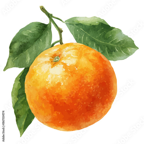 Stylized watercolor Orange vector, modern artistic illustration with high-quality details on a pure white background.