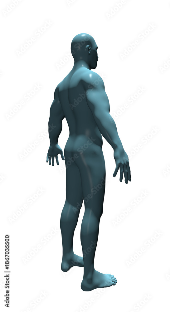 Obraz premium Human Body Anatomy, 3d render 