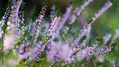 Wallpaper Mural Macro de bruyères et de fougères sauvages, dans la forêt des Landes de Gascogne Torontodigital.ca