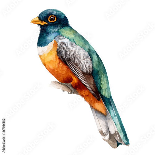 Trogon watercolor vector illustration, high-quality artwork isolated on a pure white background.