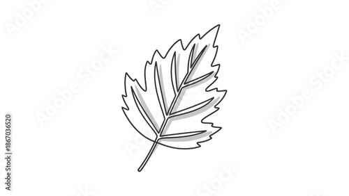 Simple black and white line art illustration of a single serrated deciduous leaf showcasing its prominent central vein and delicate secondary branching structure isolated on white.