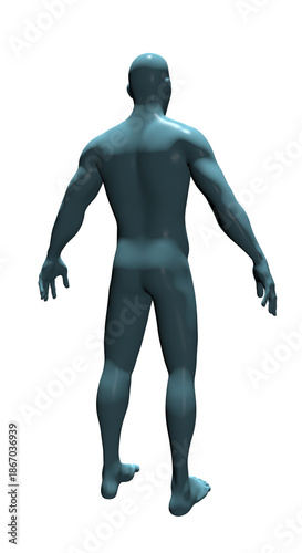 Human Body Anatomy, 3d render 