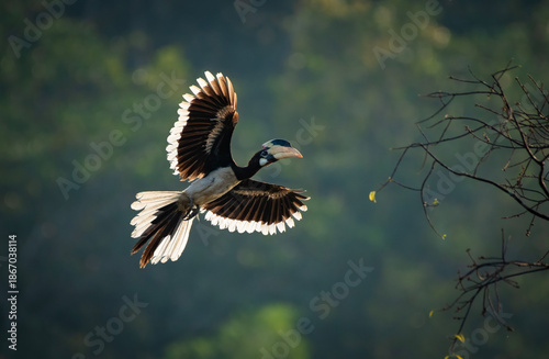 Malabar pied hornbill (Anthracoceros coronatus), lesser pied hornbill