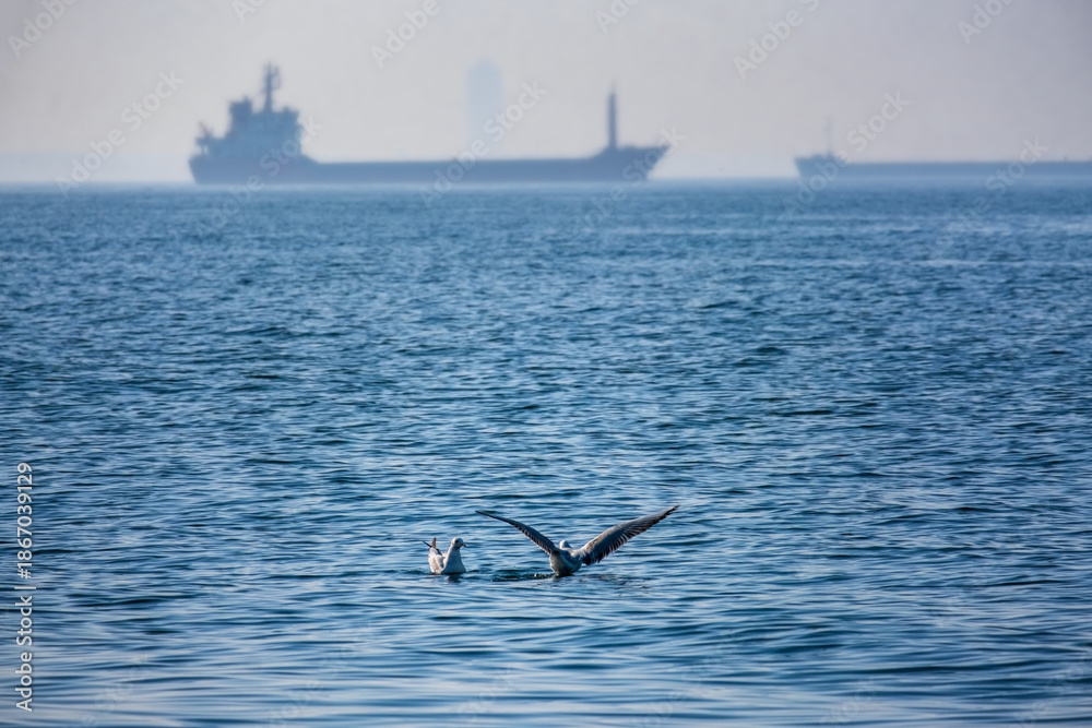Naklejka premium Seagulls Floating on the Bosphorus with Blurred Tankers in Istanbul