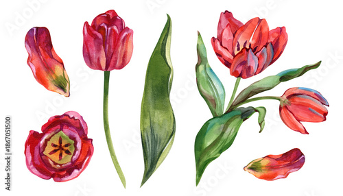 Φωτογραφία Professional watercolor set of red tulips, featuring full flowers on stems, a lush bouquet with leaves, top view of an open bud, and individual petals